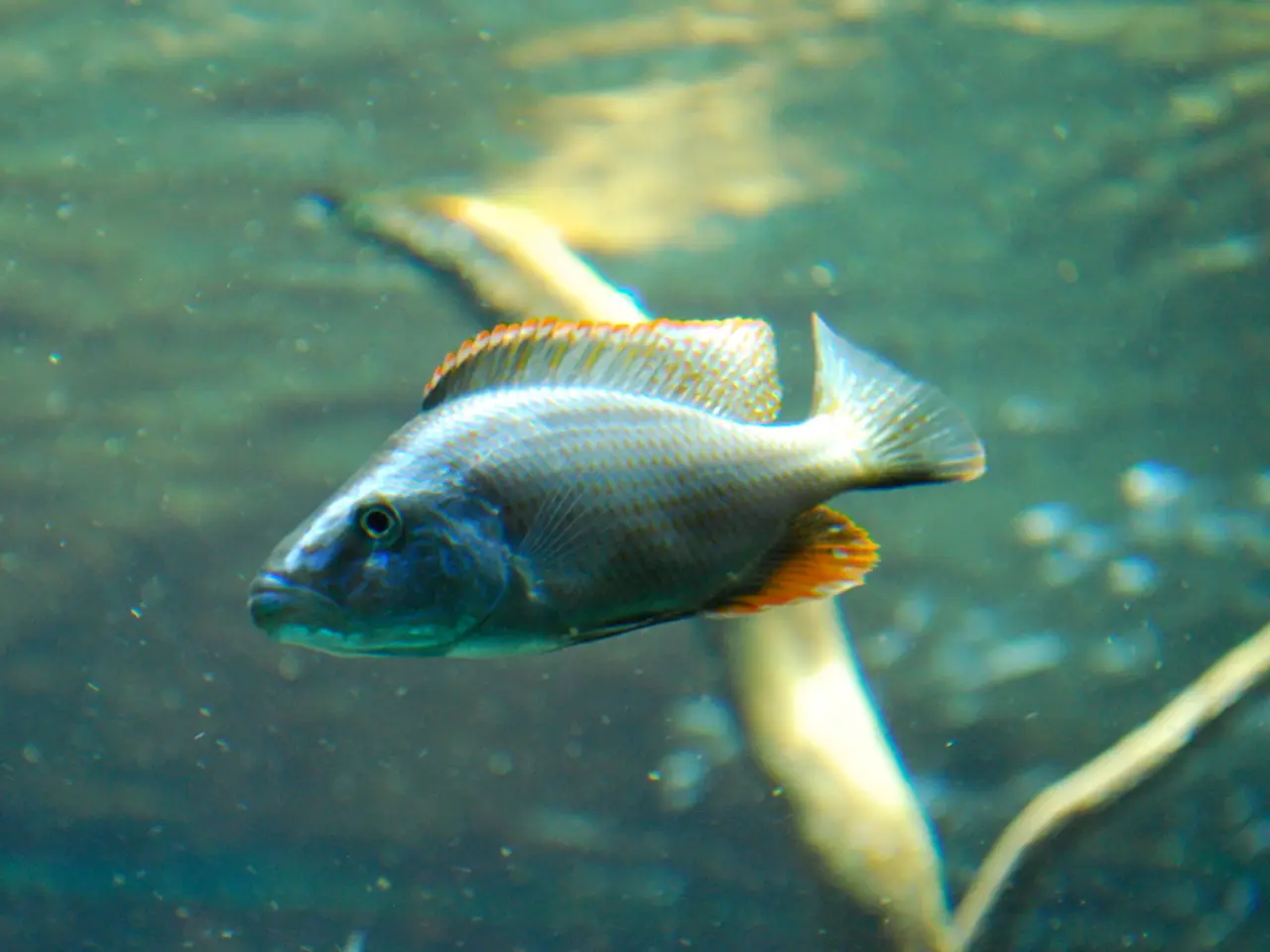 Incredible 12K UHD Video: Stunning, High-Quality Footage in 240fps ULTRA HD with HDR Technology