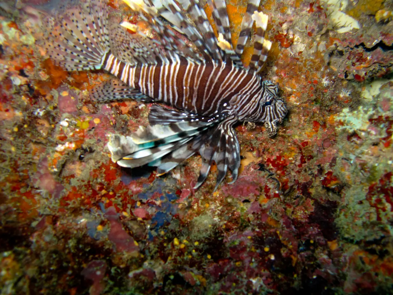 Diving into Dory: Affordable Underwater Drone Assessment and Evaluation