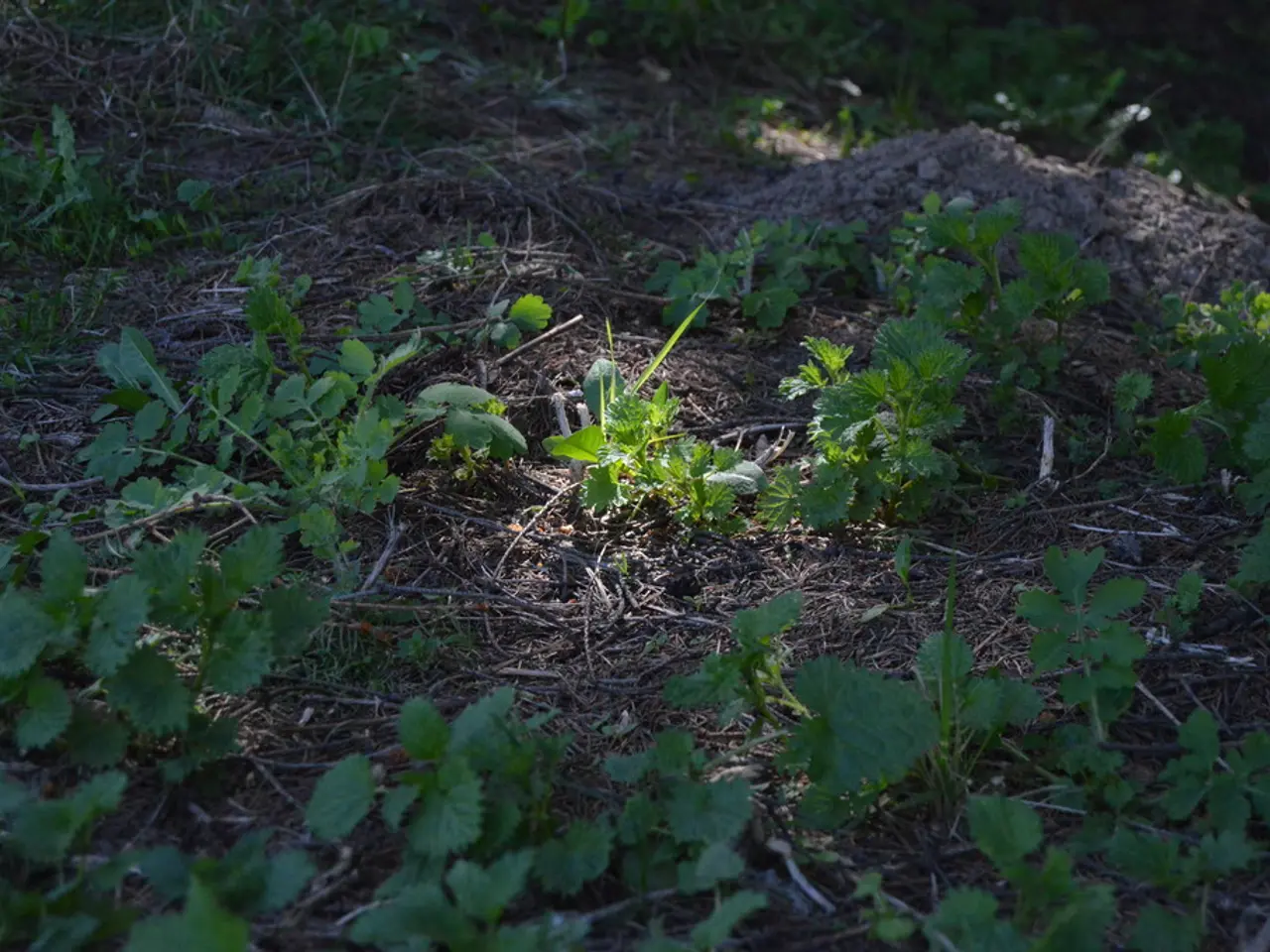 Green Tea: Advantages, Risks, and Scientific Investigations