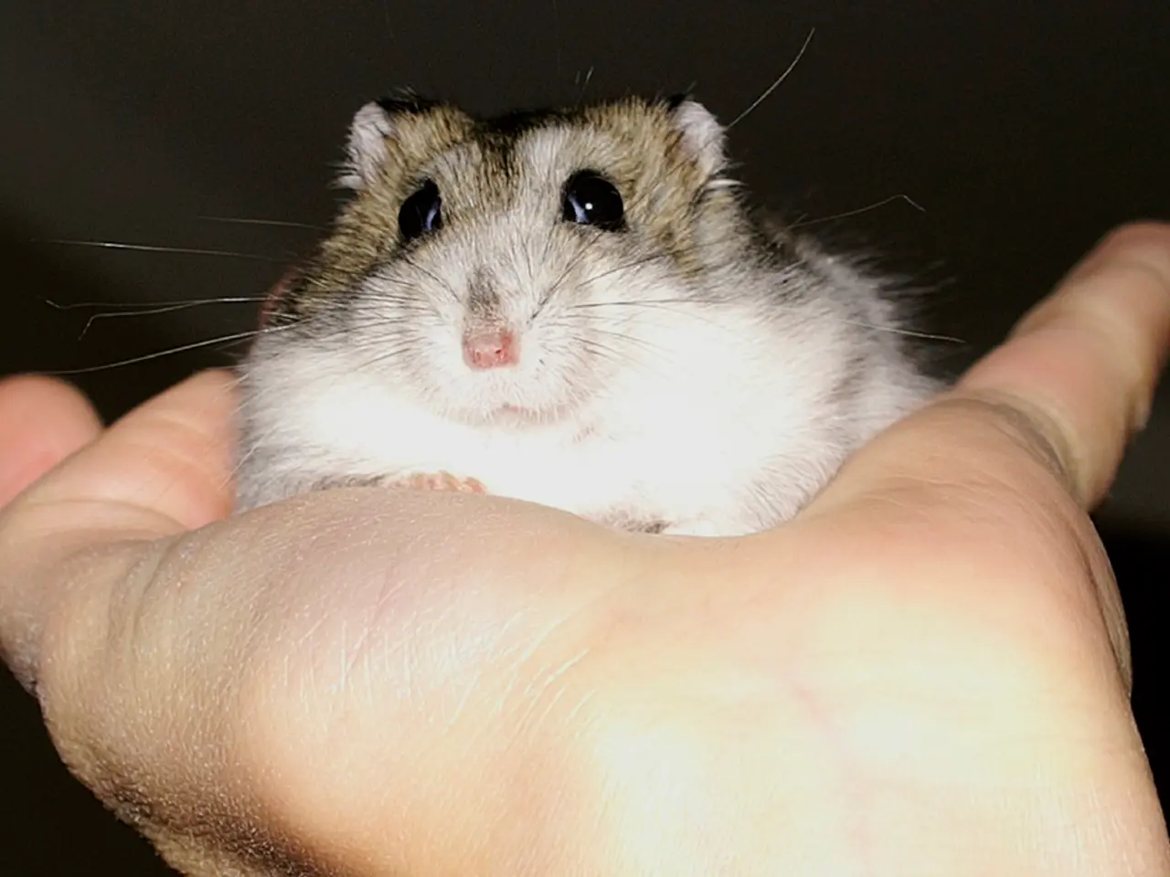 lightning-fast mouse, crafted by professionals, designed for user-friendly performance