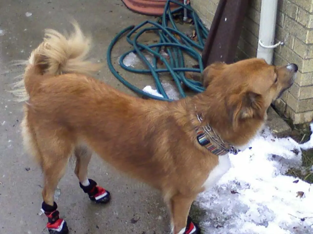 Large-scale Purchase of Dogecoin: Insight into the Current Market Trends by Major Investors