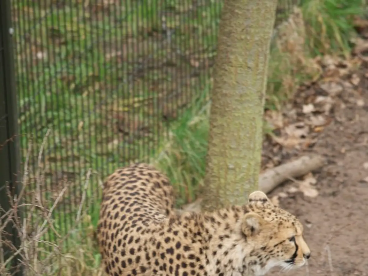 Tech giant TCS secures the second spot, trailing only Amazon, with a total of 5,505 H-1B visa...