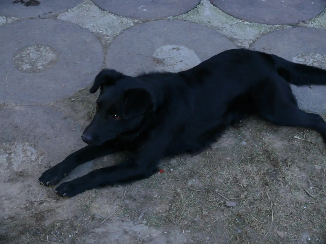 Dogecoin soars by 63%, but will it sustain at $0.227?