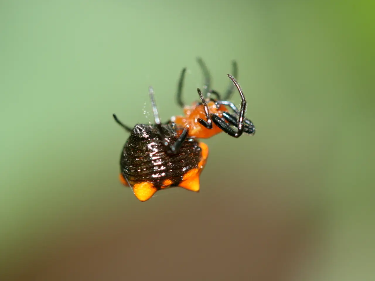 In the image there is an insect on a web and the background is blurry.