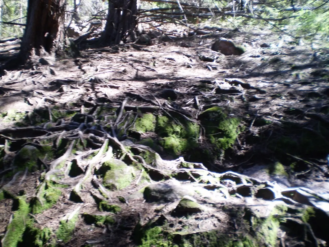 In this image we can see ground and algae. In the background we can see branches.