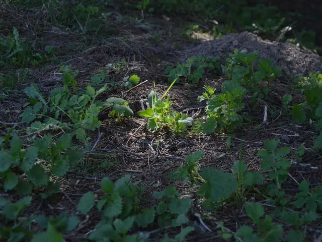 Green Tea: Advantages, Risks, and Scientific Investigations