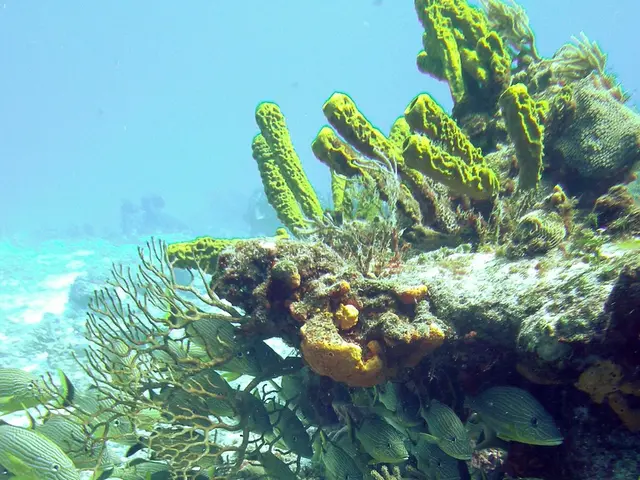 Evaluation of the Sea & Sea YS-D3 Duo: A Double Delight Underwater