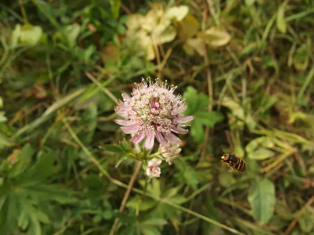 AI Initiative to Battle Harmful Citrus Pest in Cyprus, as Perceived by Eratosthenes