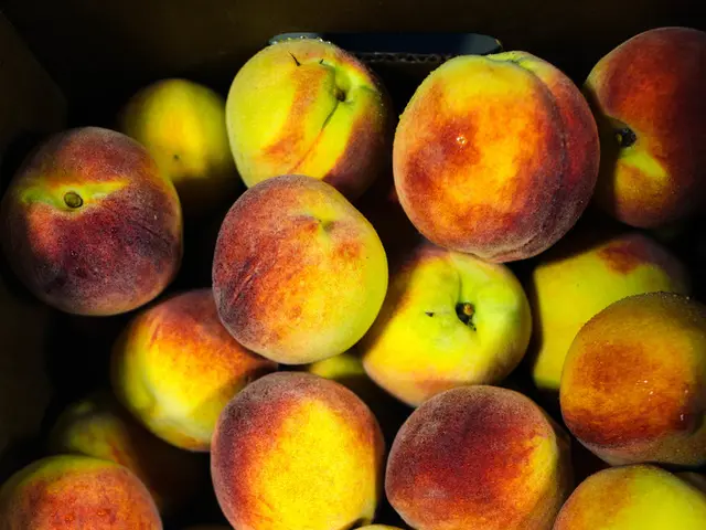 Job interview scam unveiled, state-backed hackers secretly install macOS malware for unaware...