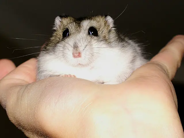 Combines touch controls with traditional mouse functions in concept design: Tapt Pebble Mouse