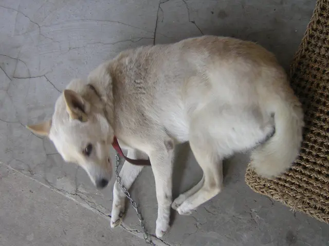 Canines can detect the presence of Parkinson's disease in people by scent.