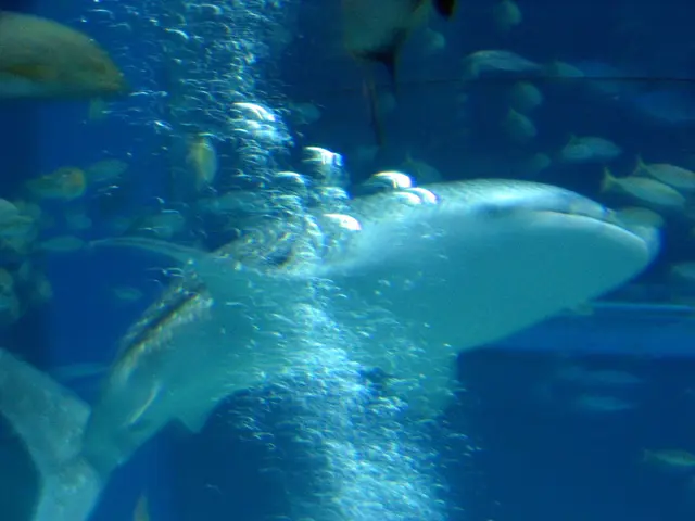 Ancient shark species, dating back 80 million years, remains a perplexing biological enigma