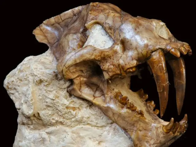 Unearthed Secrets Dating Back 18 Million Years Found in Ancient Fossil Teeth by Scientific...