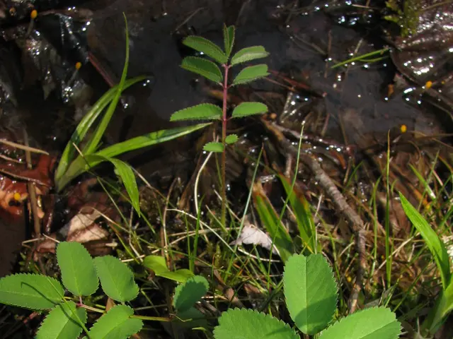 Intruder or Nourisher: Grass establishes itself in dry terrain