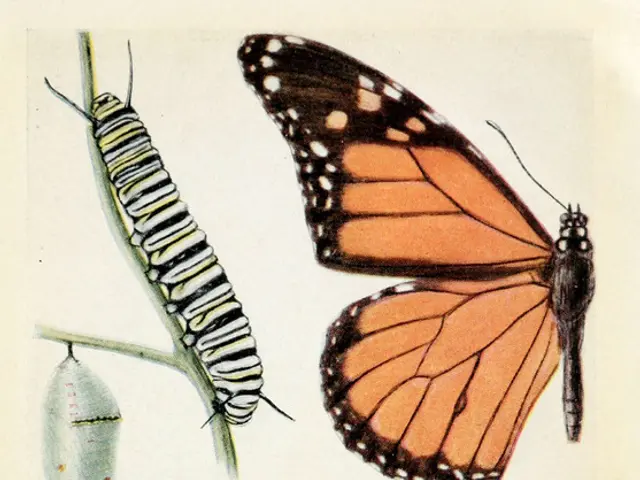 "The eleventh edition of the 'No Bees, No Life' magazine, found on our website, has been released"