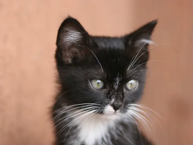 Classic 1970 Buick Muscle Car - Buick GSX Model