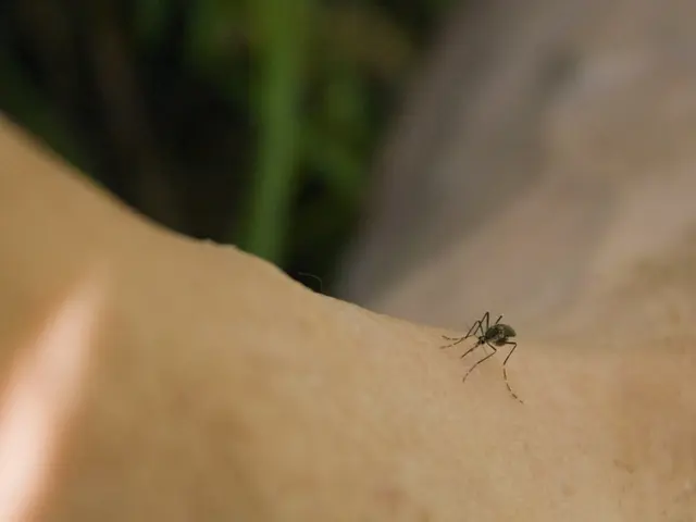 Researchers reveal the underlying reasons behind our continuous encounters with mosquitoes