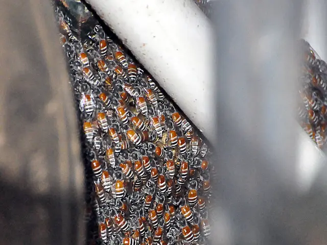 "Publishing of the third edition of the web-based magazine 'No Bees, No Life' has been completed"