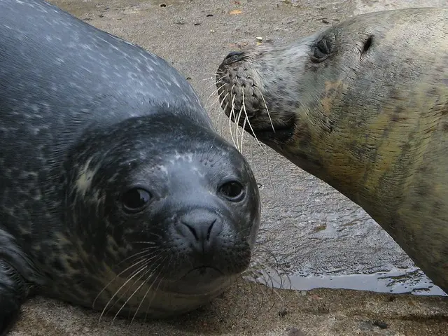 Talented Antarctica: Unseen Music of Leopard Seals