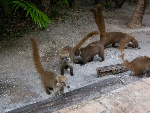 If you're a wildlife photography enthusiast, I highly recommend watching The Wild Ones on Apple...
