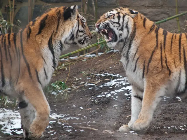 Casino Games Featuring Animal Imagery