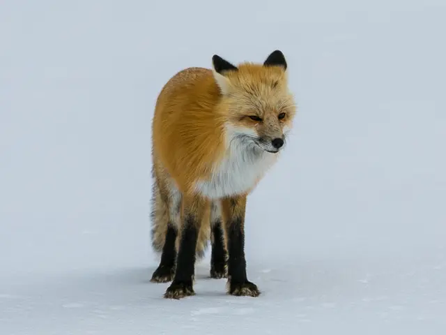 Fox Family to Increase Streaming Market Impact with Fox One, Priced at $19.99 Monthly