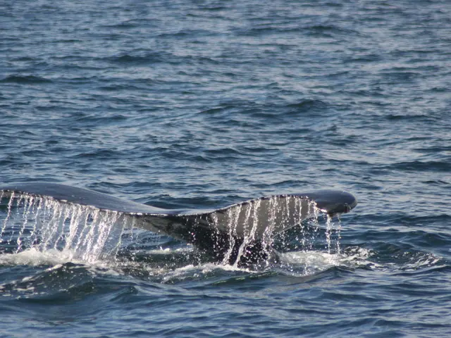 Gigantic Whale Transfers Ethereum Worth $667 Million From Leading Over-the-Counter Trading...