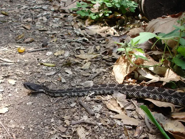 Researchers Unearth Rewarded Find of Tiniest Snake Species Believed Absent for Two Decades