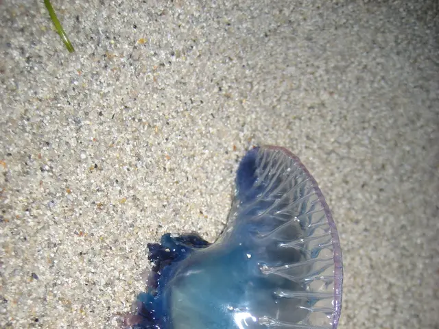 Australian researchers have unearthed an enormous stick insect, measuring 15 inches long and...