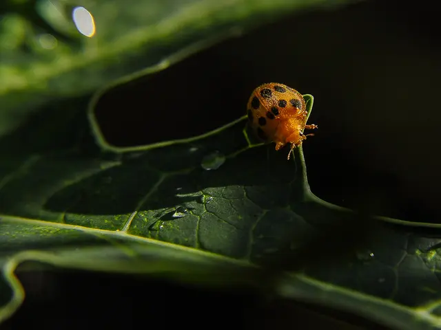 Microsoft and CISA issue alert about a new vulnerability in Exchange servers potentially resulting...