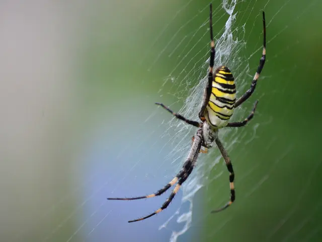Warning signs issued by business associations as Spider's tactics undergo transformation