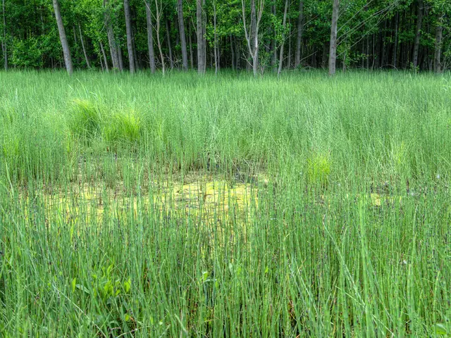 Advancing Financial Inclusion in Agriculture in Colombia through Blockchain Technologies by Ripple
