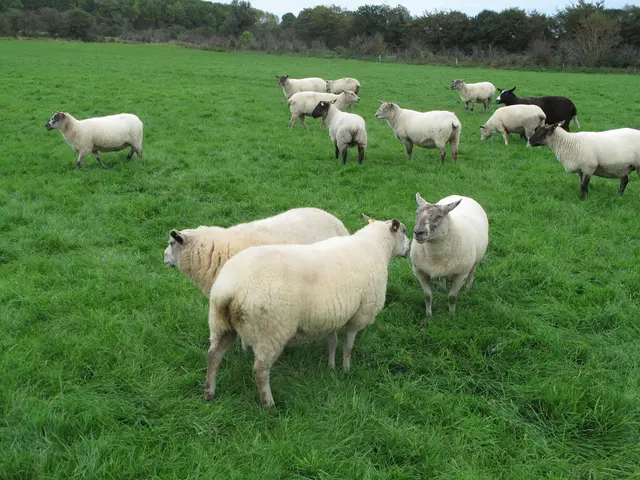 Regenerative farming methods at Atkins Ranch enhance lamb production and boost farmers' economic...