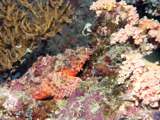 Revisiting Financial Strategies for the Oceans