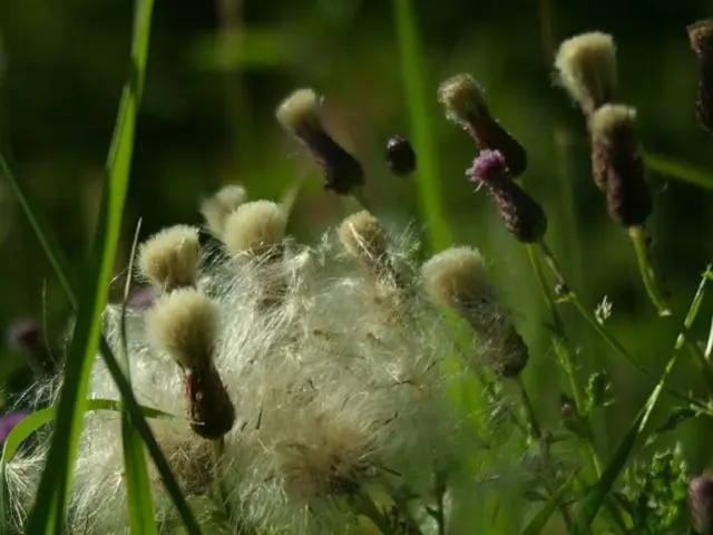 Examining the Advantages and Disadvantages of Greenhouse Agriculture