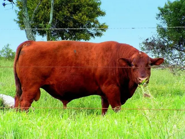 Western Pioneer Innovations Triumph, Yet Questionably Contributed to the Demise of the Wild West?