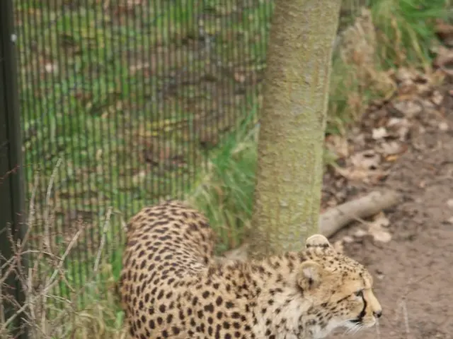 Tech giant TCS secures the second spot, trailing only Amazon, with a total of 5,505 H-1B visa...