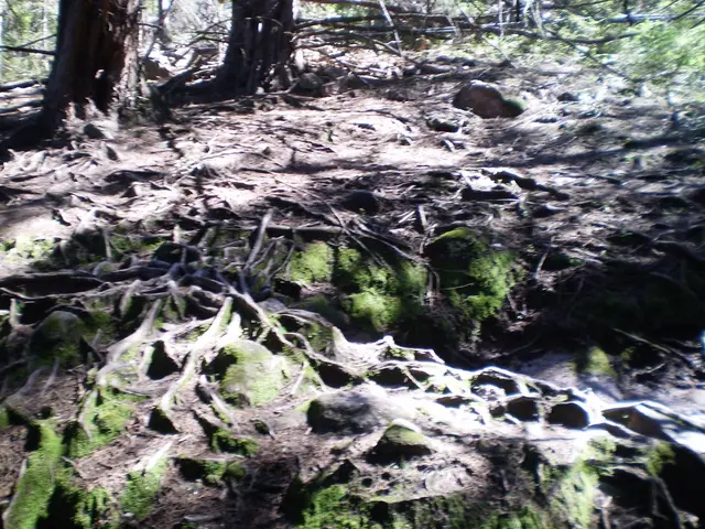 In this image we can see ground and algae. In the background we can see branches.