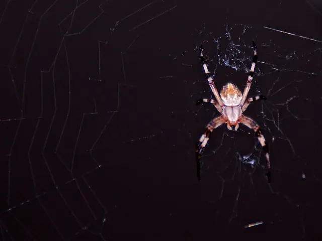In this image we can see a spider on the web and the background is dark.
