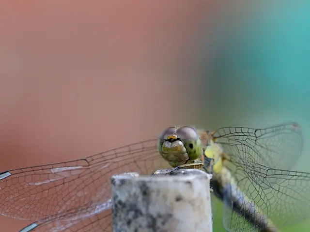 In this picture we can see a dragonfly.
